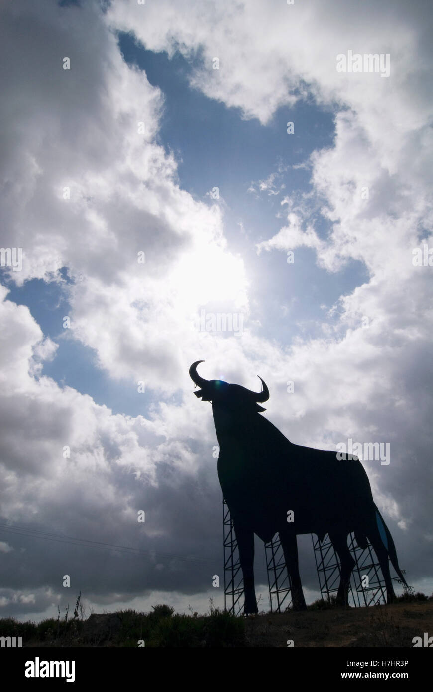 Osborne-Stier in der Nähe von Conil, Andalusien, Spanien, Europa Stockfoto