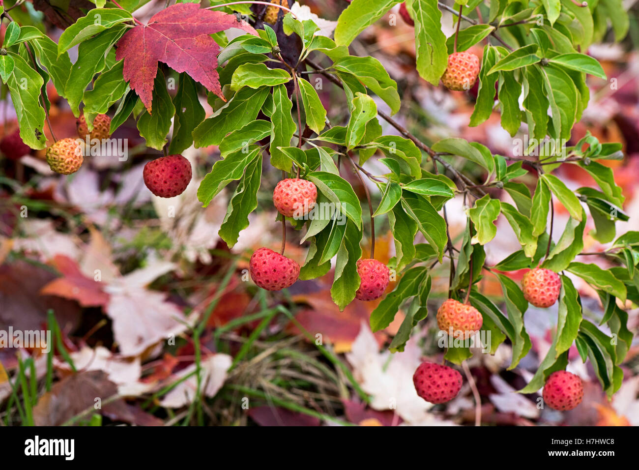 Herbst-farbigen Beeren Stockfoto