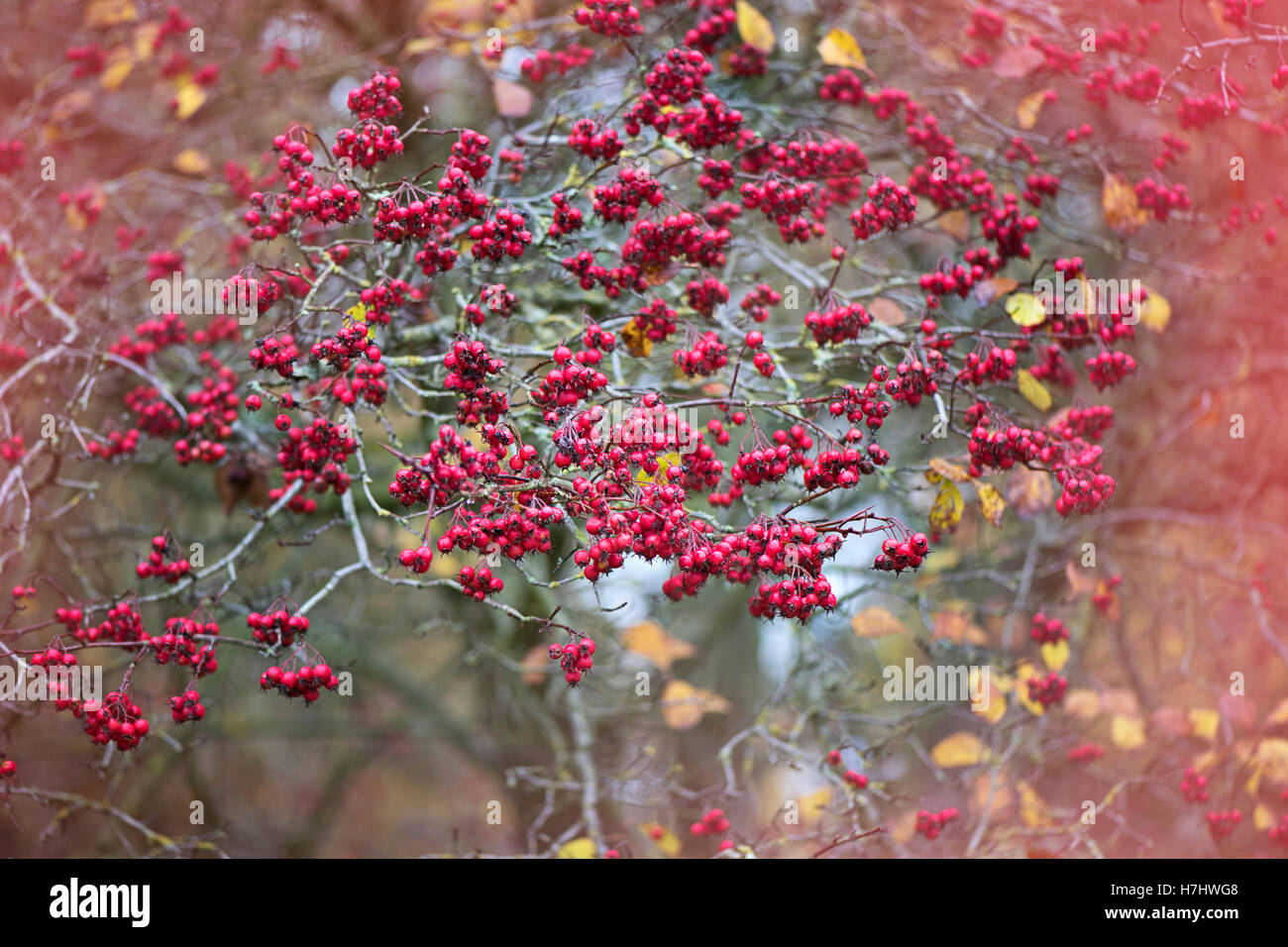 Herbst rote Beeren Stockfoto