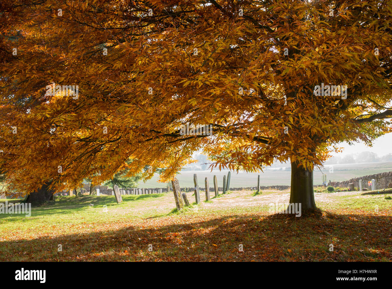 Fagus Sylvatica Asplenifolia. Geschnitten Sie Blatt Buche im Herbst in Guiting Power Kirchhof. Cotswolds, Gloucestershire, England Stockfoto