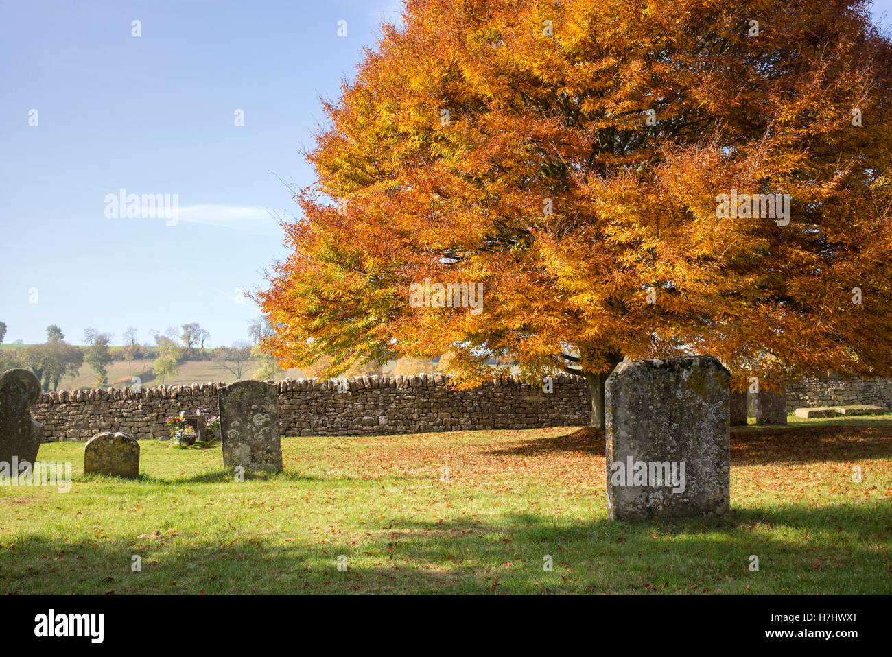 Fagus Sylvatica Asplenifolia. Geschnitten Sie Blatt Buche im Herbst in Guiting Power Kirchhof. Cotswolds, Gloucestershire, England Stockfoto
