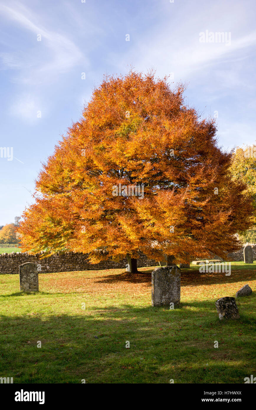 Fagus Sylvatica Asplenifolia. Geschnitten Sie Blatt Buche im Herbst in Guiting Power Kirchhof. Cotswolds, Gloucestershire, England Stockfoto