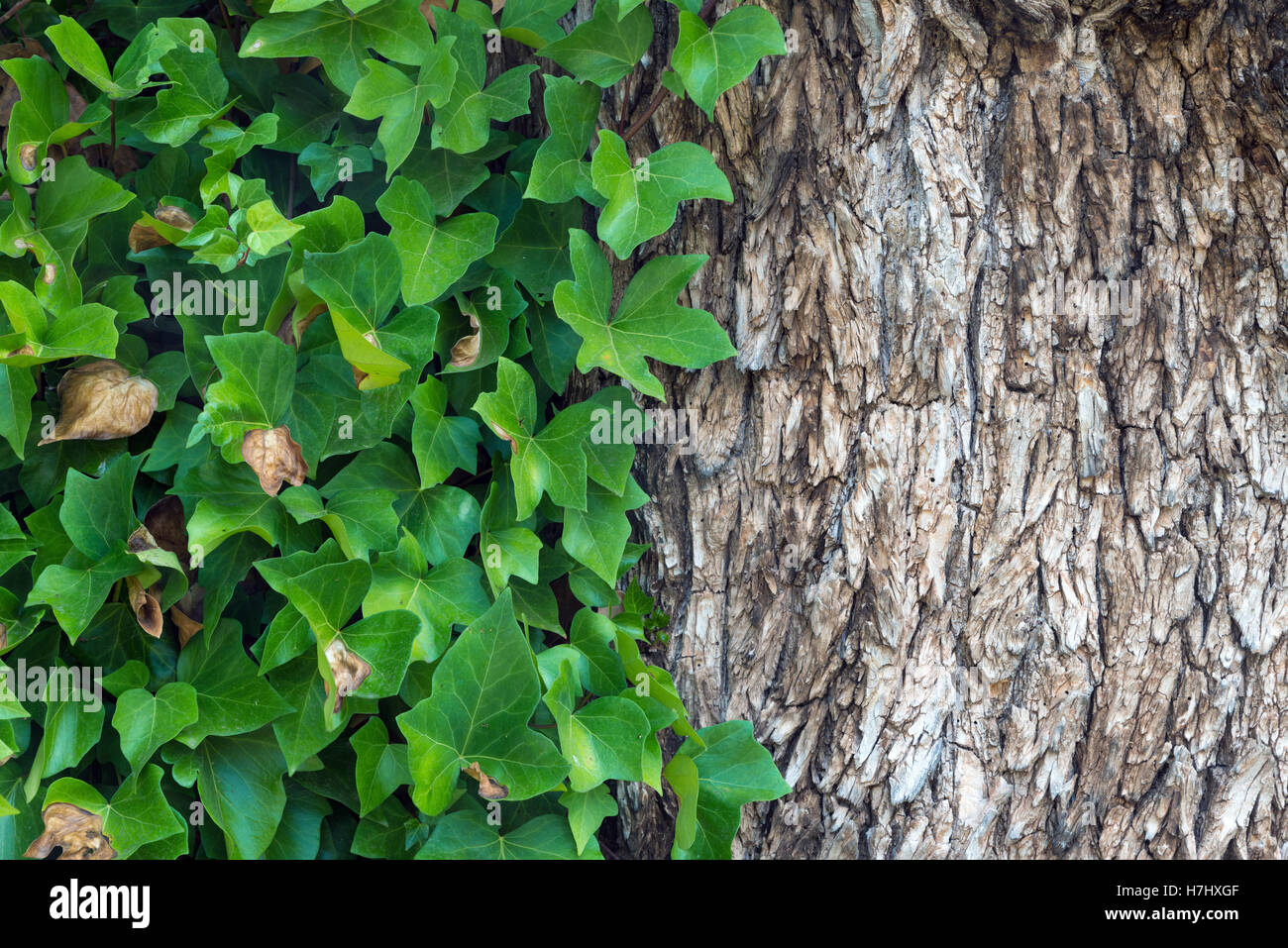 Rinde von Elm und Efeu Stockfoto