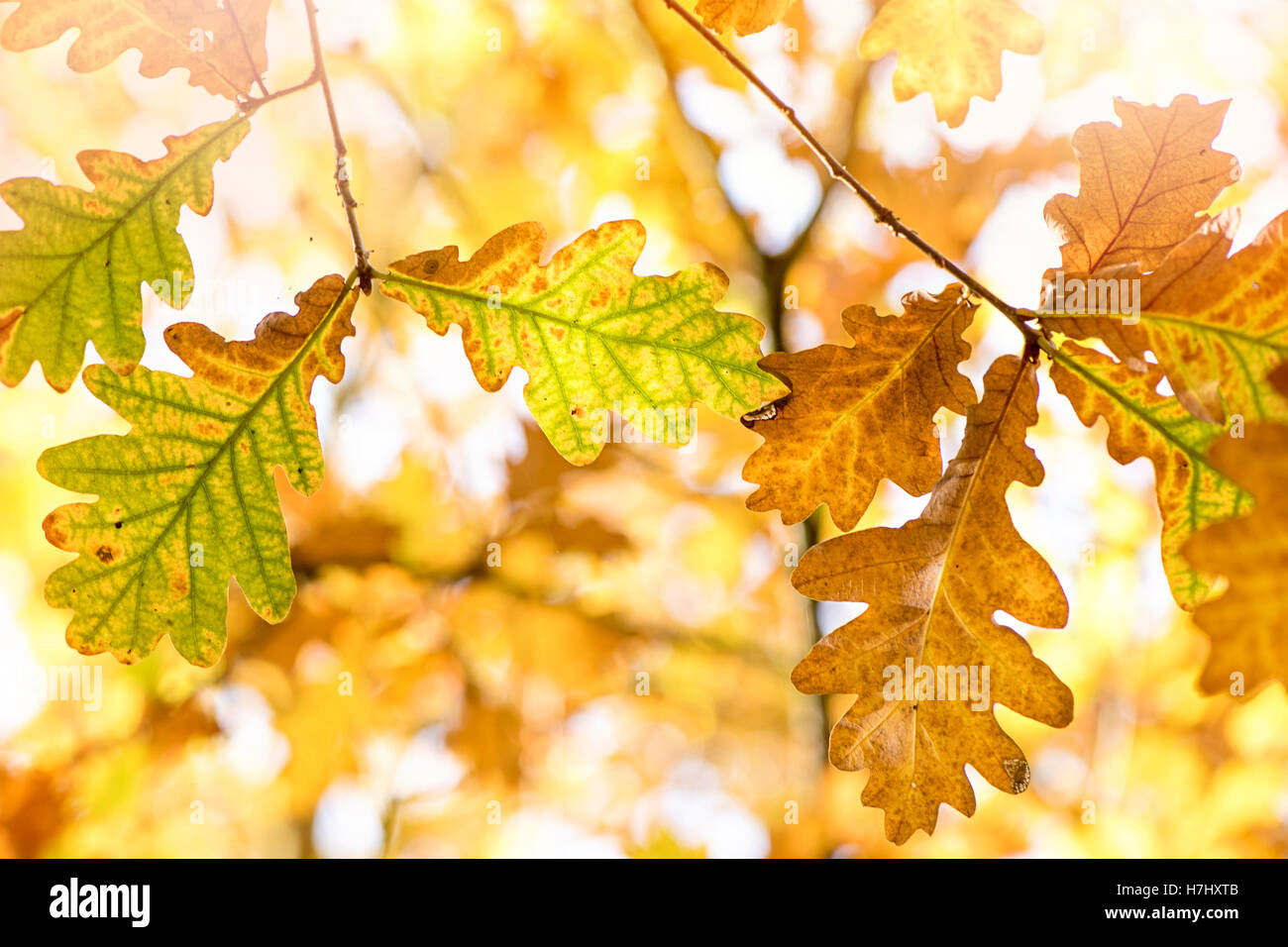 Im Herbst farbige englische Eichenlaub Aufnahme in der Herbstsonne auf einem weichen Hintergrund. Stockfoto