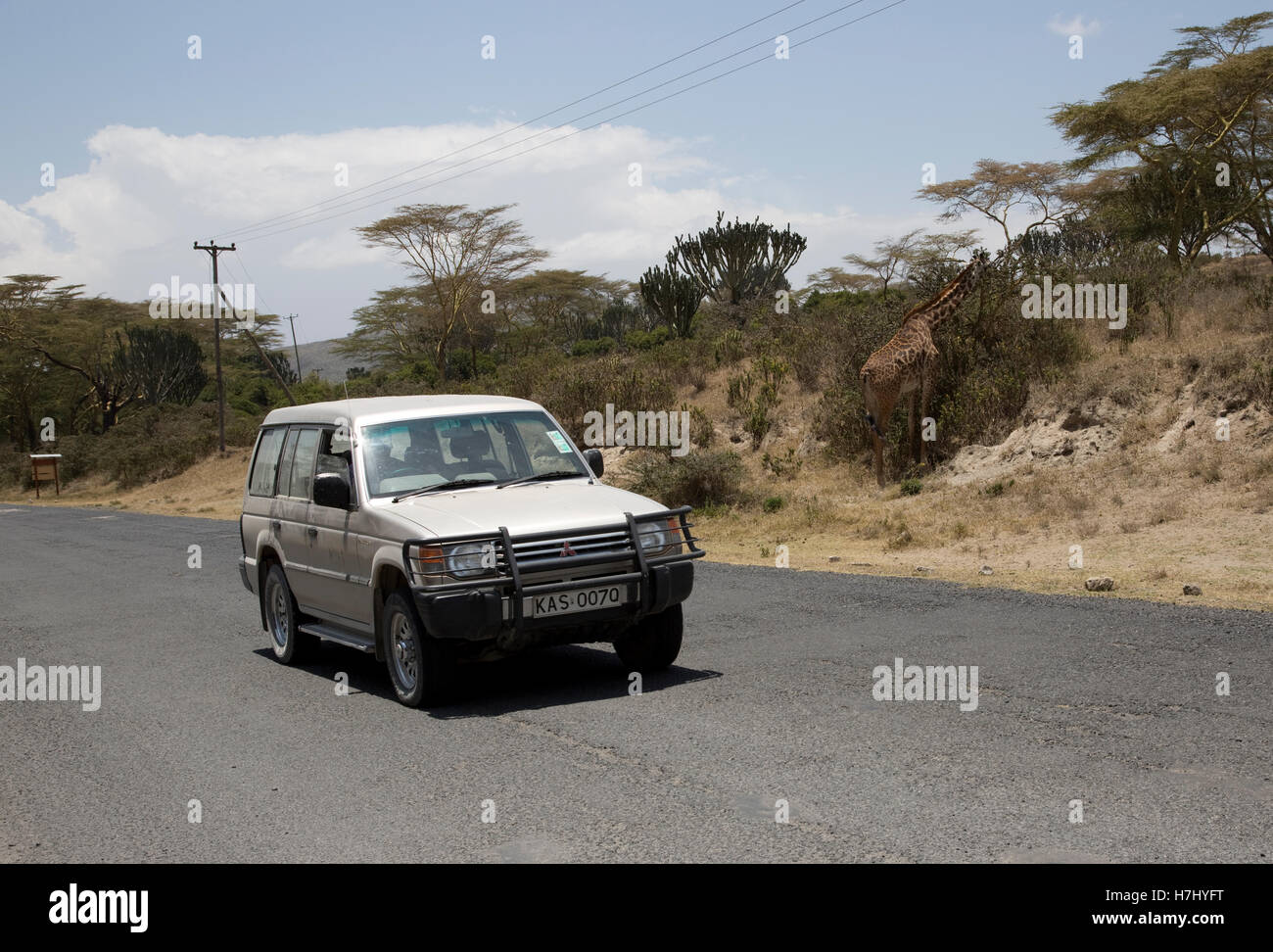 Datenverkehrs Masai Giraffe am wichtigsten Moi South Lake Road Naivasha Kenia Stockfoto