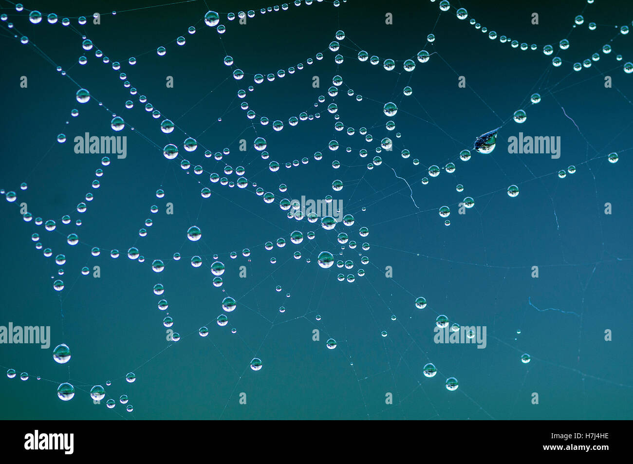 Hautnah auf einem Spinnennetz mit Wassertropfen Stockfoto