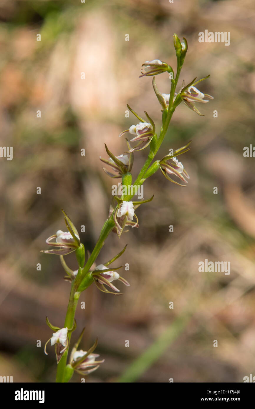 Prasophyllum SP. Aff. Odoratum, White Lauch Orchid Bałuk Willam Flora Reserve, Belgrave South, Victoria, Australien Stockfoto