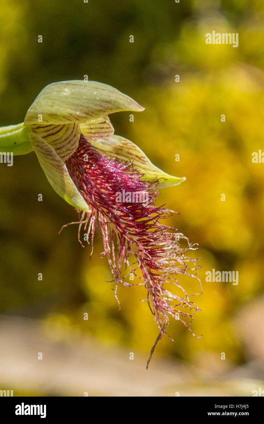 Calochilus Robertsonii, lila Bart Orchidee Boomers Reserve, Panton Hill, Victoria, Australien Stockfoto