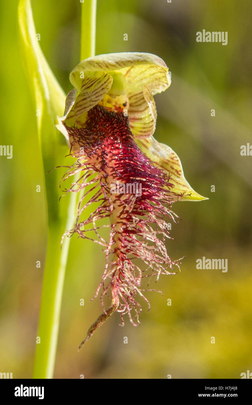 Calochilus Robertsonii, lila Bart Orchidee Boomers Reserve, Panton Hill, Victoria, Australien Stockfoto