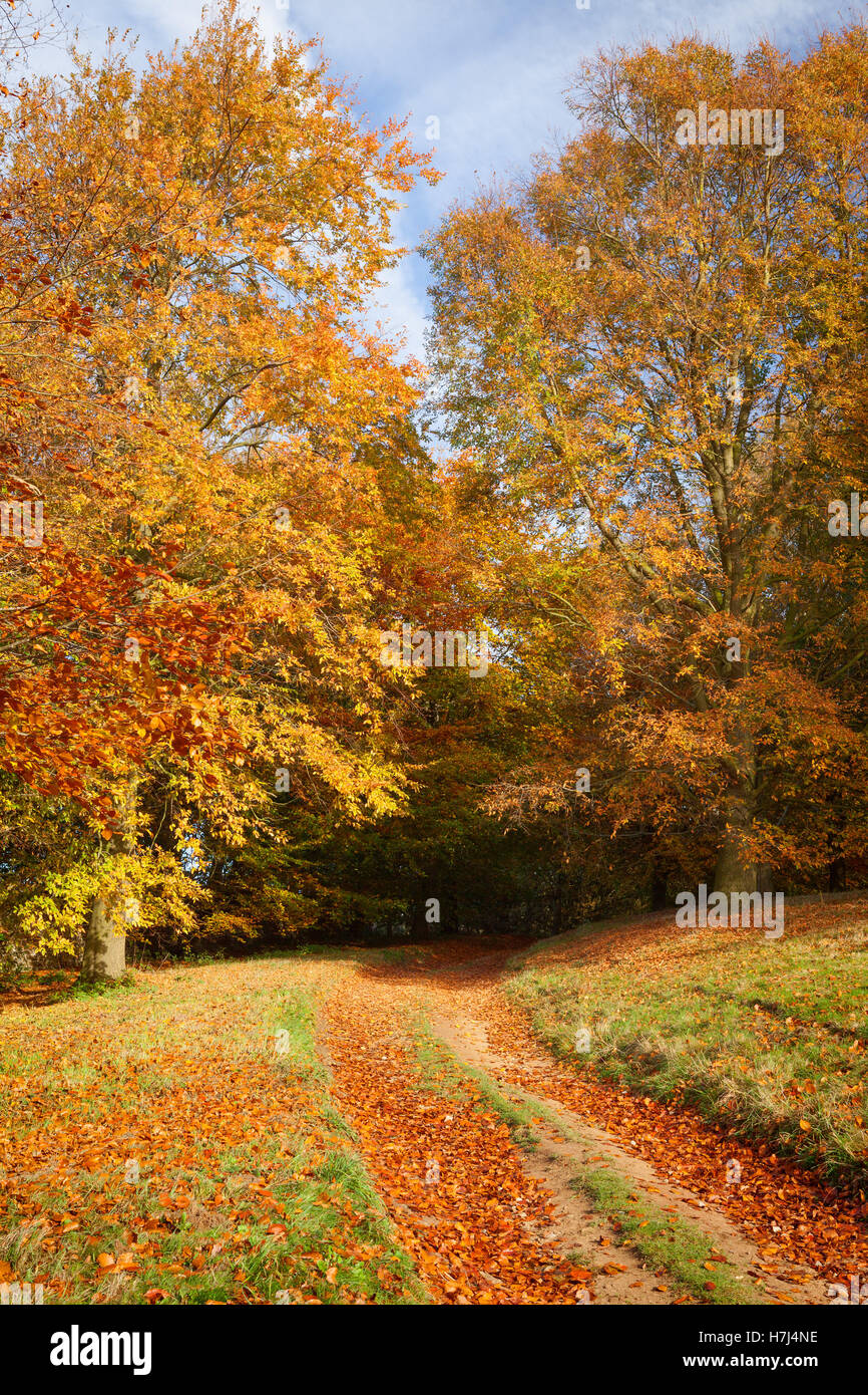 Das Yorkshire-Arboretum im Herbst. Castle Howard, York, UK. 2. November 2016. Stockfoto