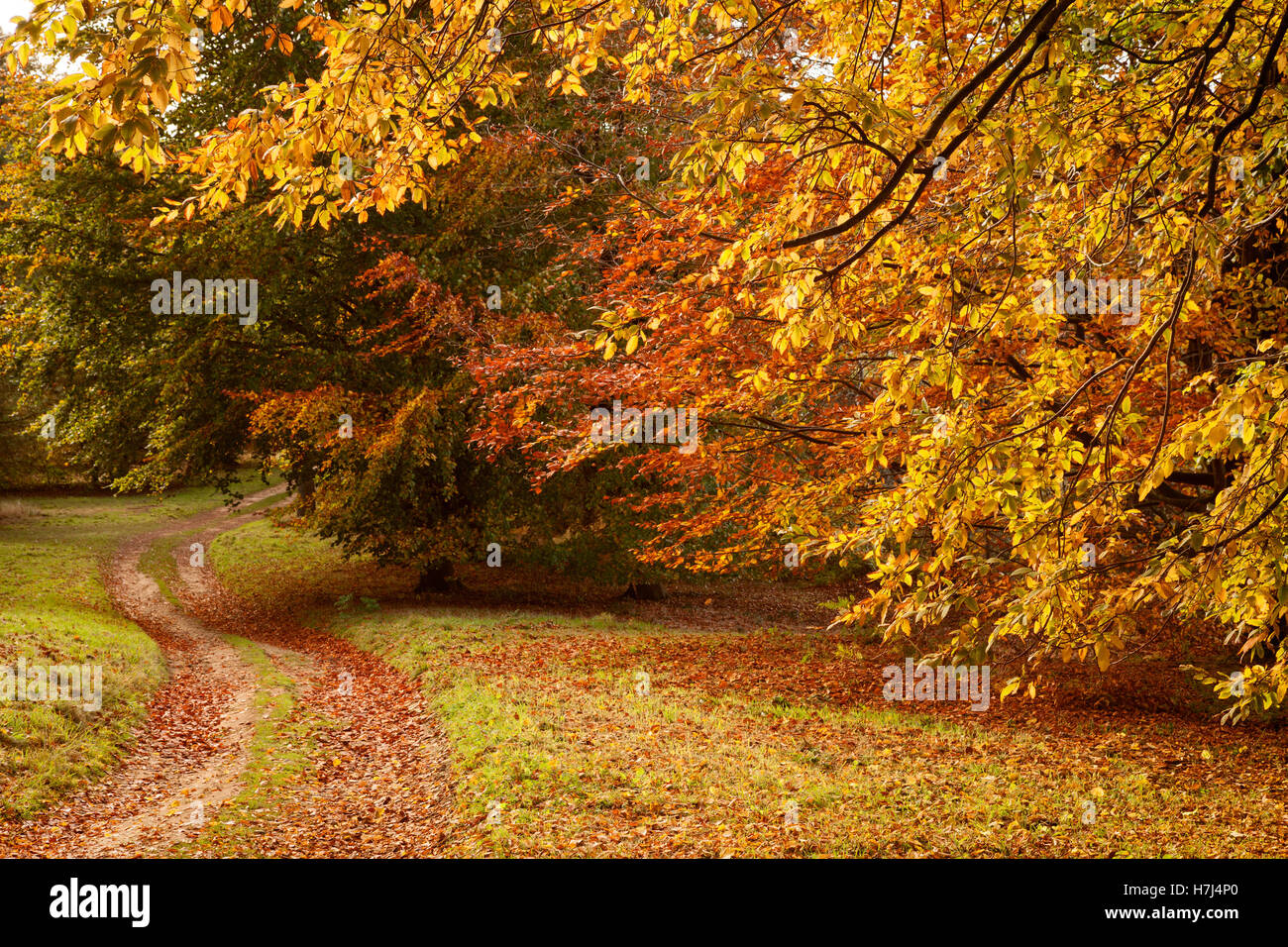 Das Yorkshire-Arboretum im Herbst. Castle Howard, York, UK. 2. November 2016. Stockfoto