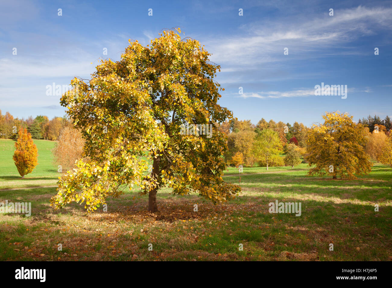 Das Yorkshire-Arboretum im Herbst. Castle Howard, York, UK. 2. November 2016. Stockfoto