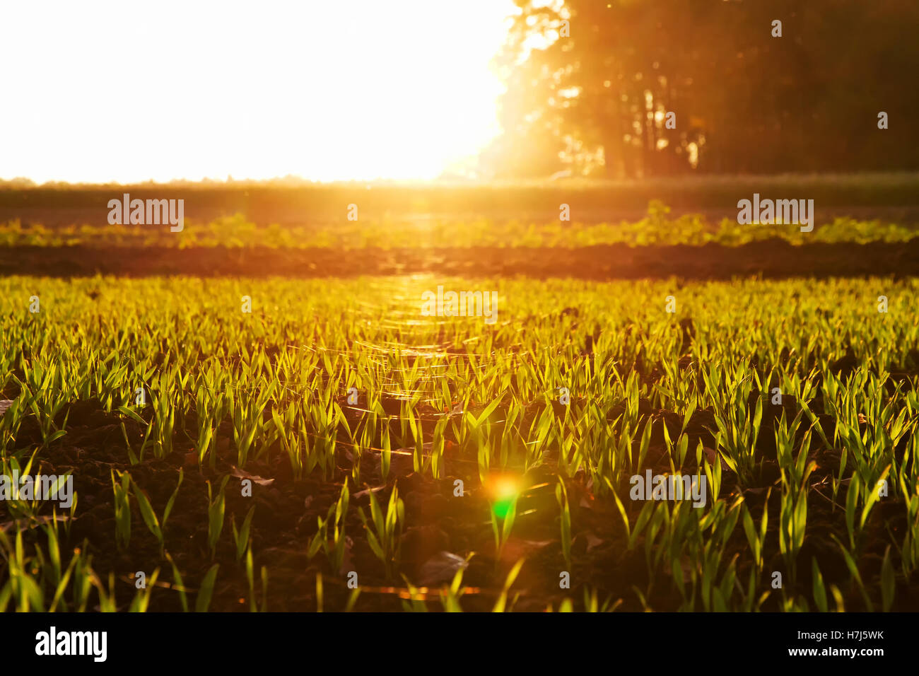 Strahlende Sonne auf einen landwirtschaftlichen Bereich Stockfoto