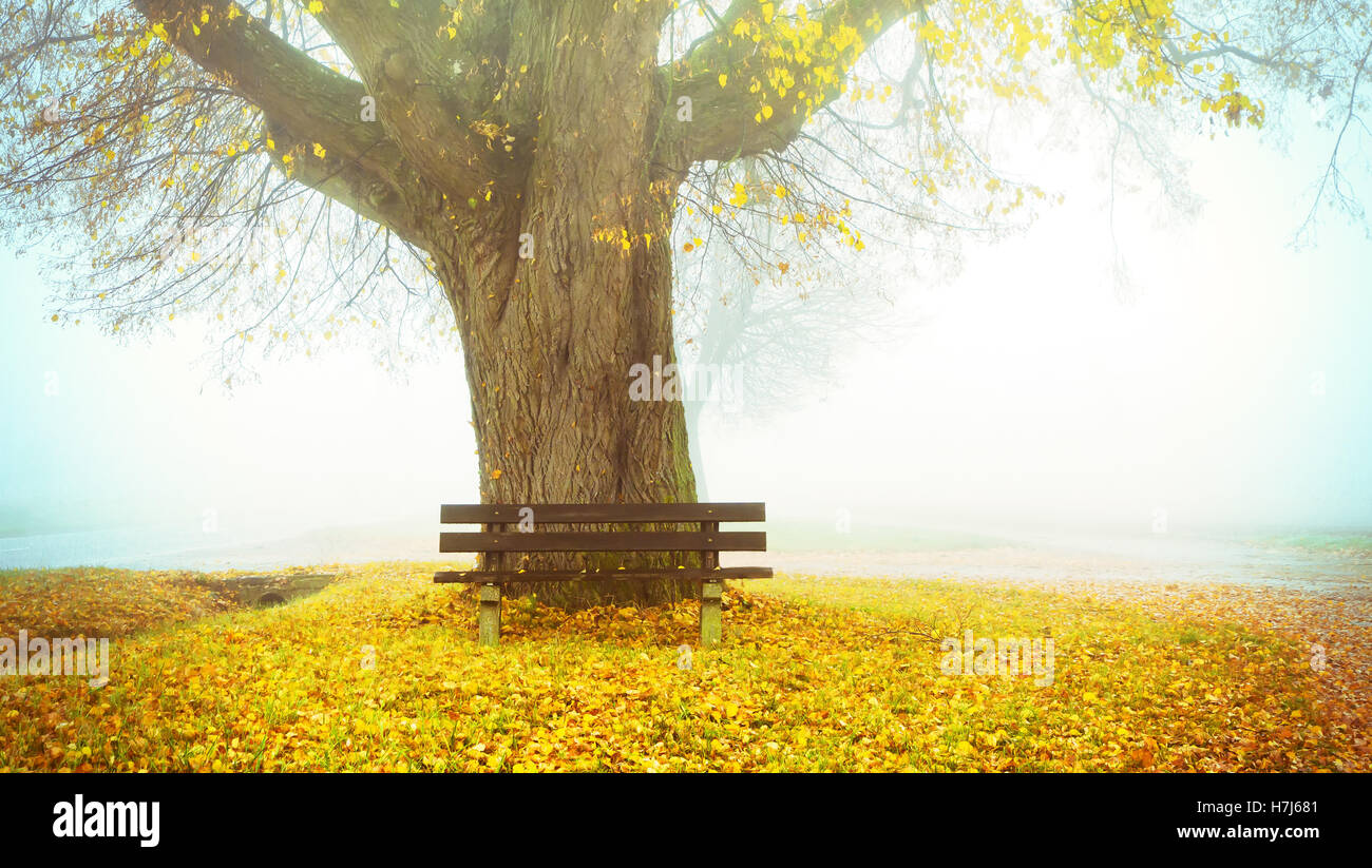 Bank auf einem Lindenbaum im Herbst Stockfoto