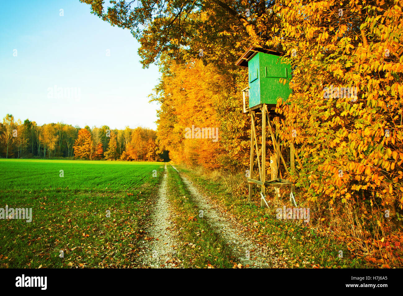 Sitzen Sie auf einem idyllischen herbstlichen Wald Stockfoto