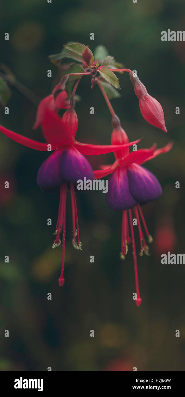 Irische Fuschia Blumen wachsen in freier Wildbahn. Stockfoto