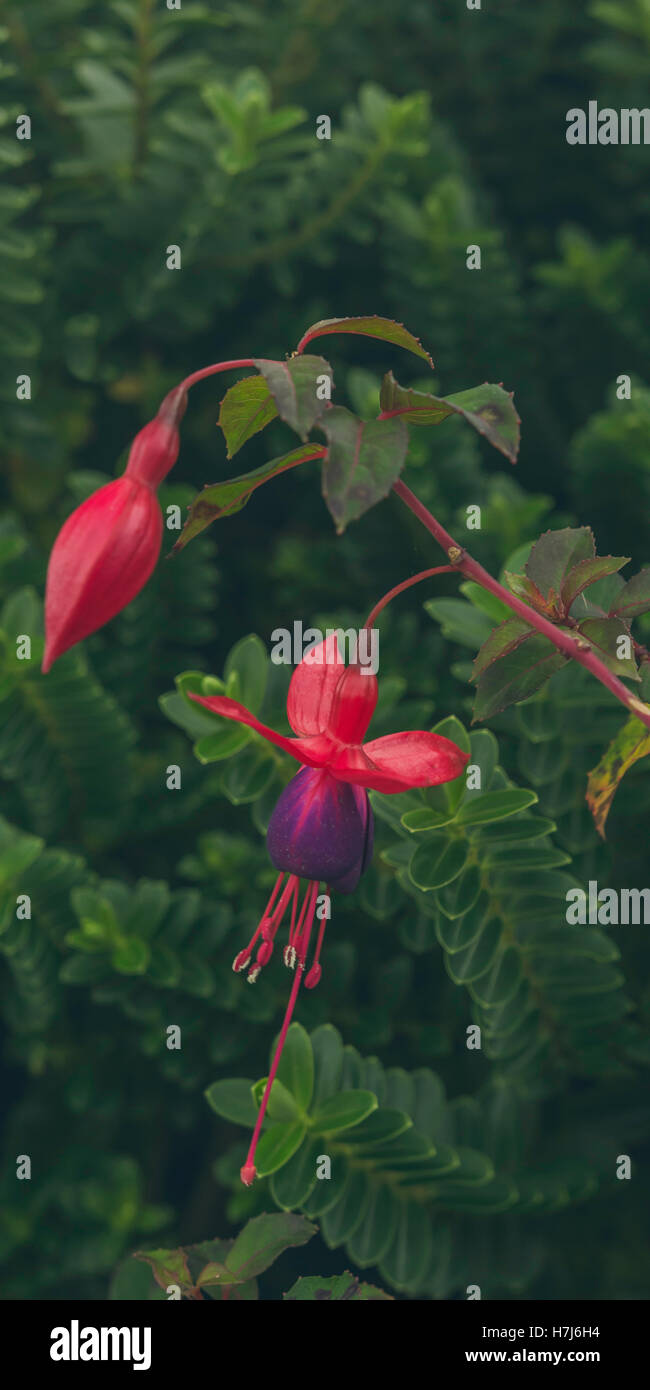 Irische Fuschia Blumen wachsen in freier Wildbahn. Stockfoto