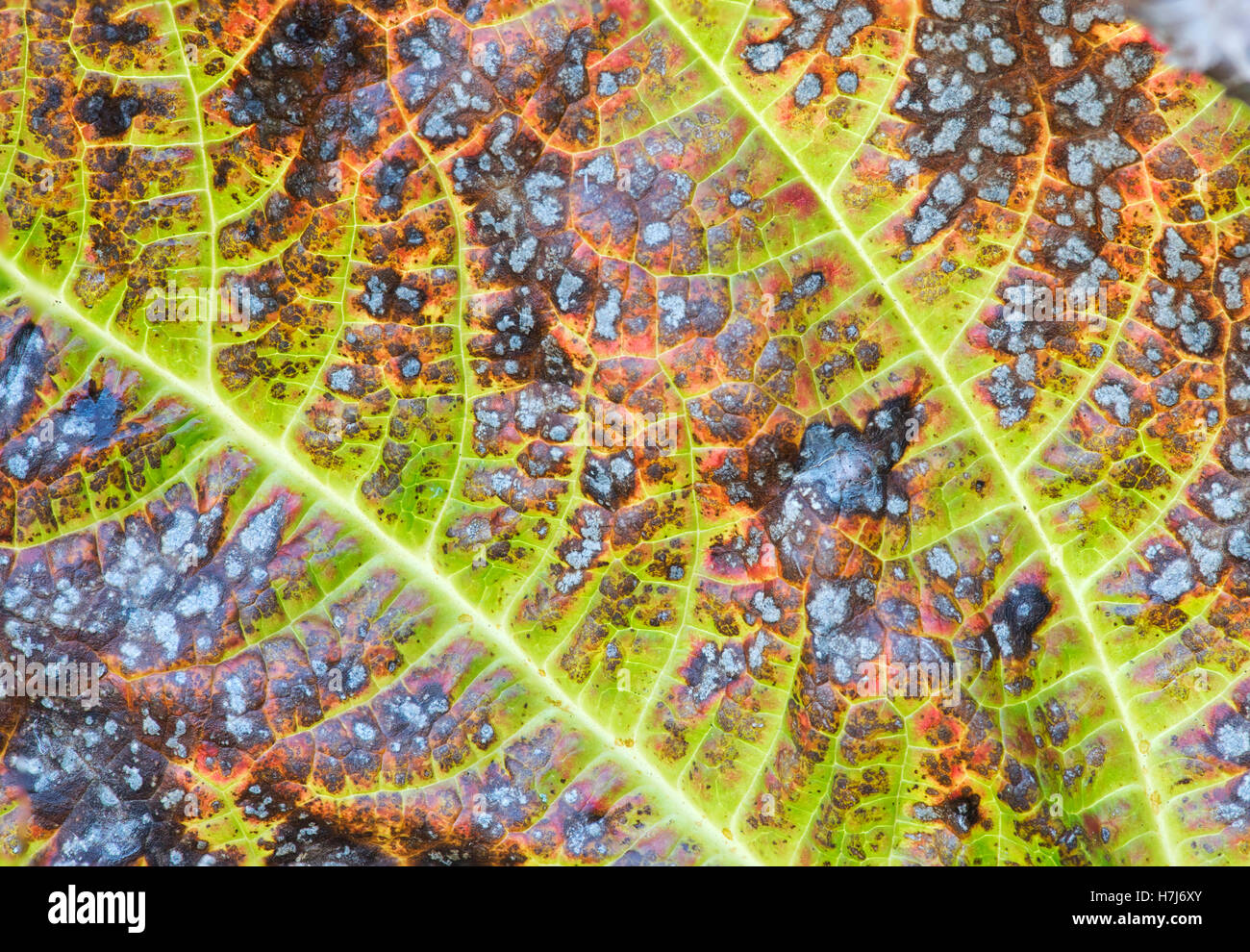 Rodgersia Podophylla. Rodgers' Bronze-Blatt Pflanze Farbwechsel im Herbst Stockfoto