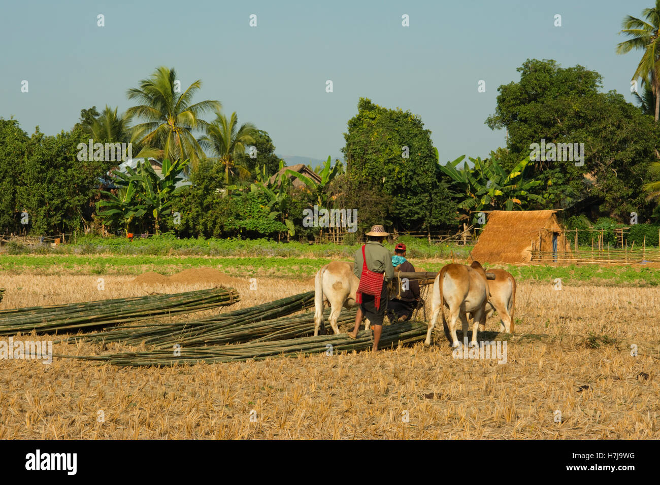 Asien, MYANMAR (BURMA), Sagaing Division, Kalywa, Chindwin Fluss, Taya Dorf, Bambus-Stangen gezogen von Rindern Stockfoto