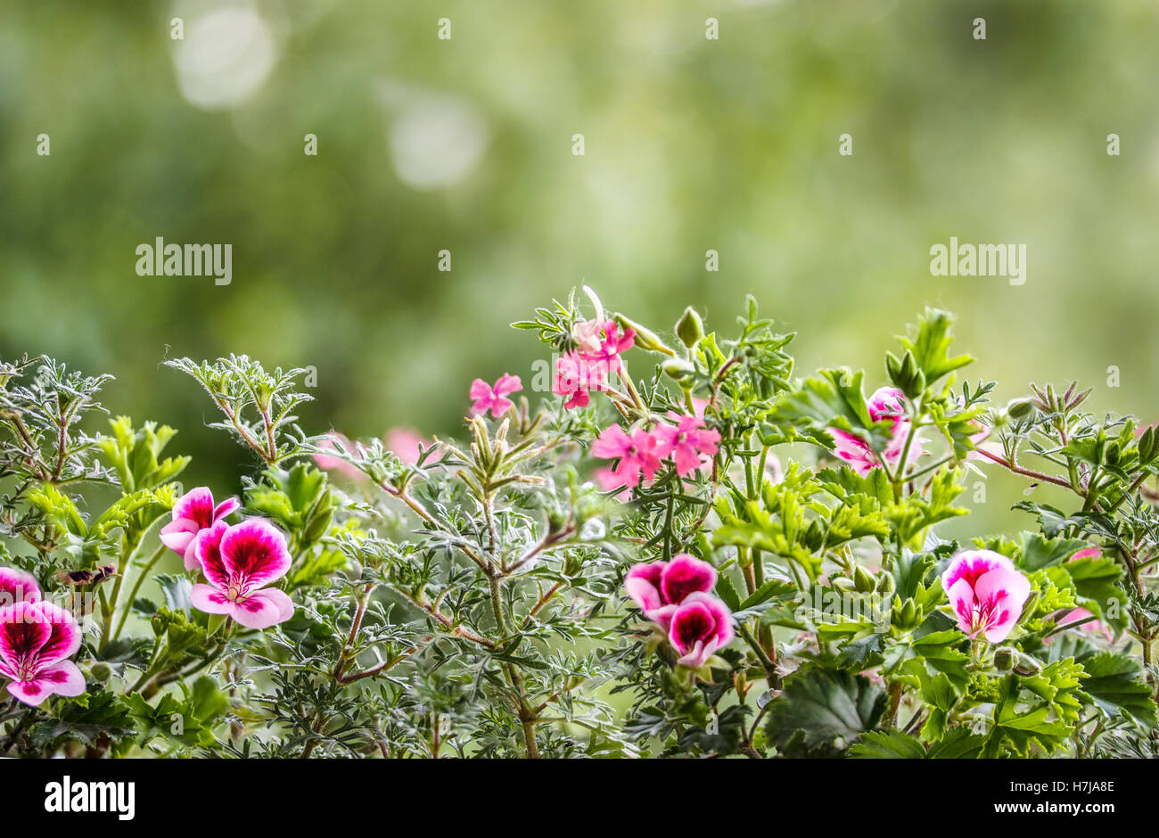 Grüne Blumen Hintergrund Stockfoto