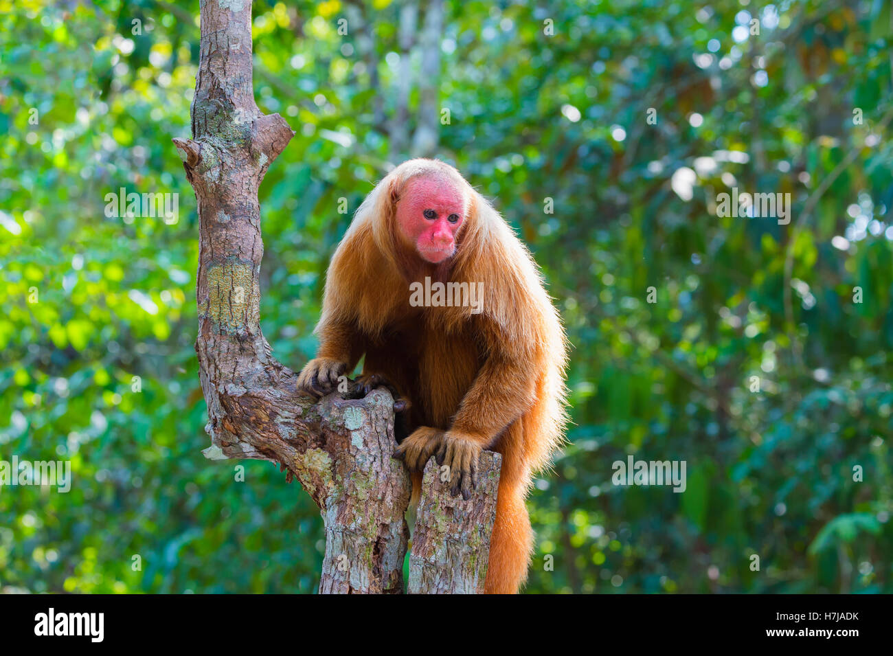 Roten kahlköpfigen Uakari Affen auch bekannt als britische Monkey (Cacajao Calvus Rubicundus), Bundesstaat Amazonas, Brasilien Stockfoto