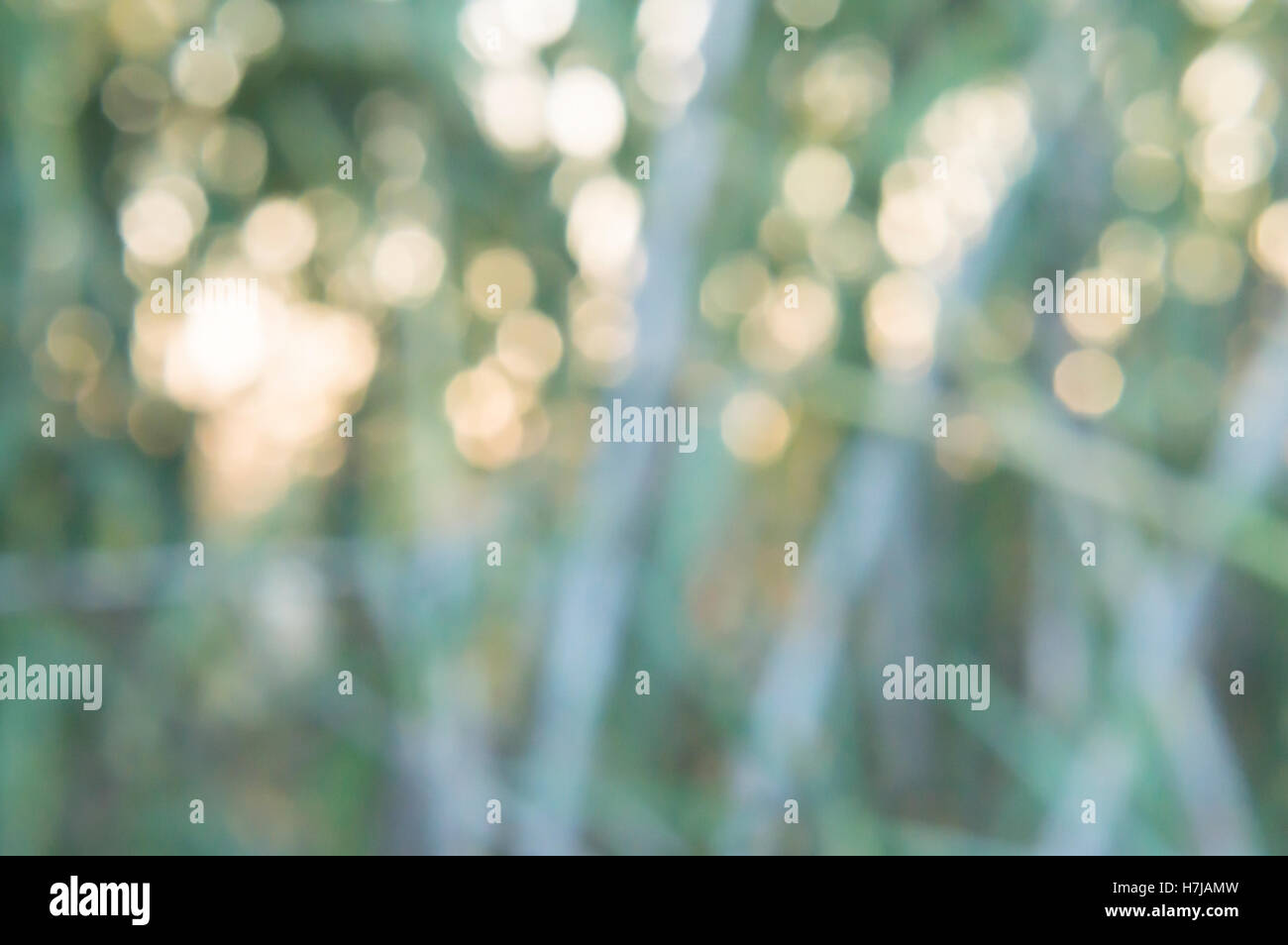 Bokeh Bild erhalten aus einem Foto zu Sonne und Rasen Stockfoto