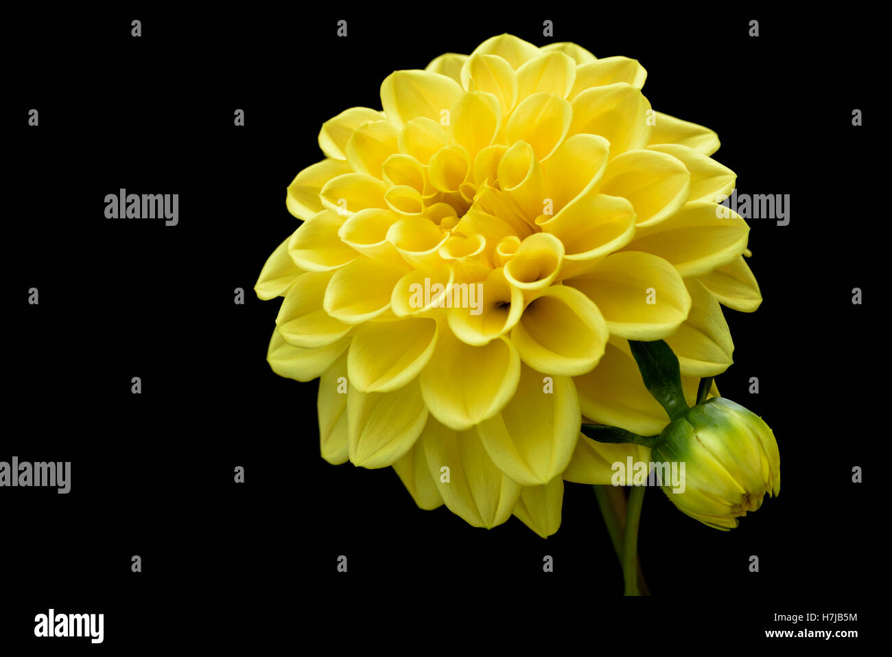 Gelbe Blume Dahlie. Stockfoto