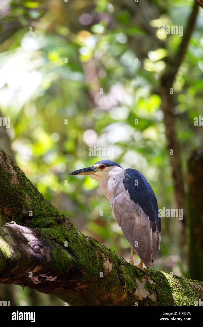 Schwarz-gekrönter Nachtreiher (Nycticorax Nycticorax) sitzt in einem Baum in Waimea Valley auf Oahu, Hawaii, USA. Stockfoto