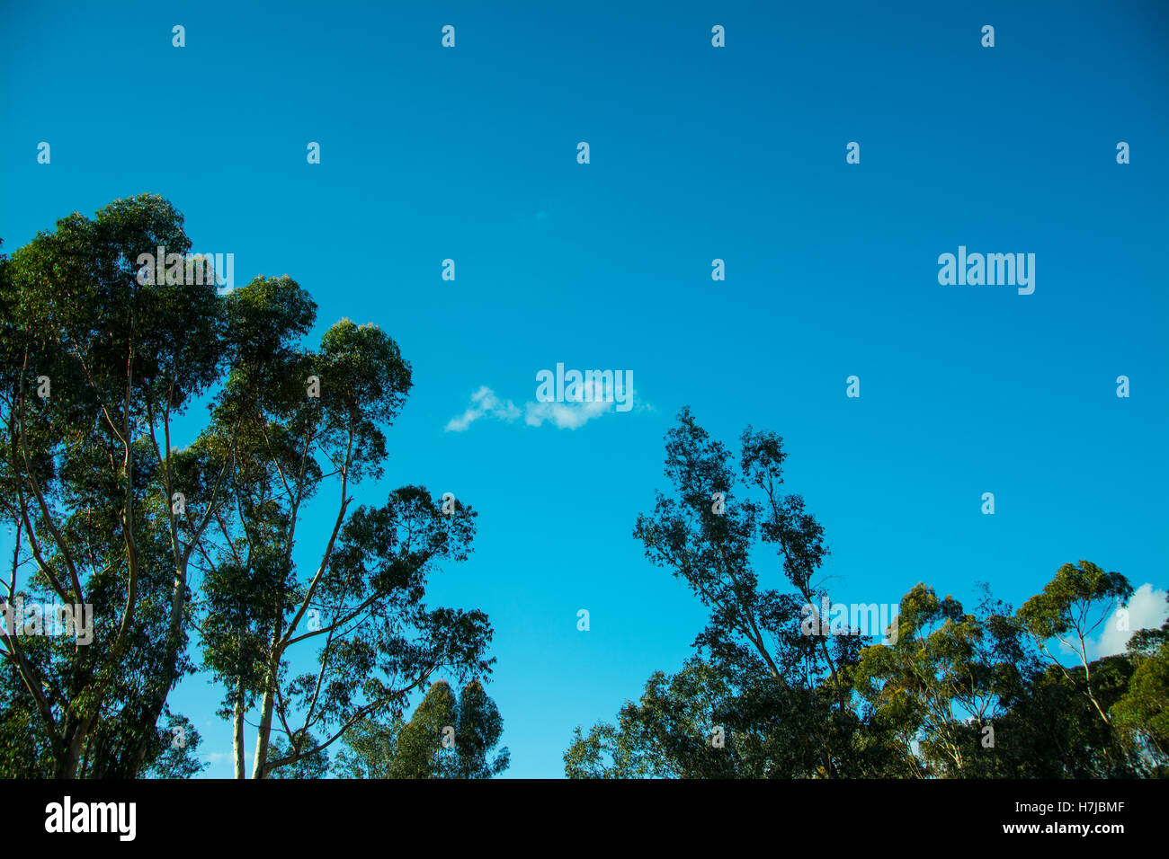 Grünen Baumkronen vor einem tiefblauen Himmel mit ein paar Wolken Stockfoto