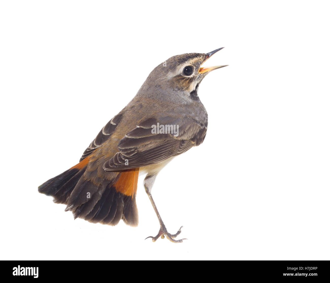 Blau-throated Robin auf einem Weidenzweig Stockfoto