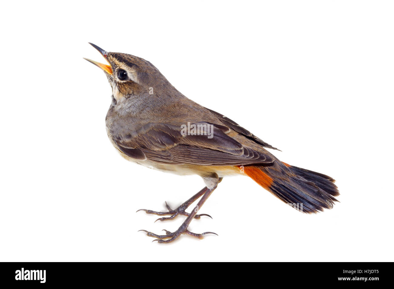 Blau-throated Robin auf einem Weidenzweig Stockfoto
