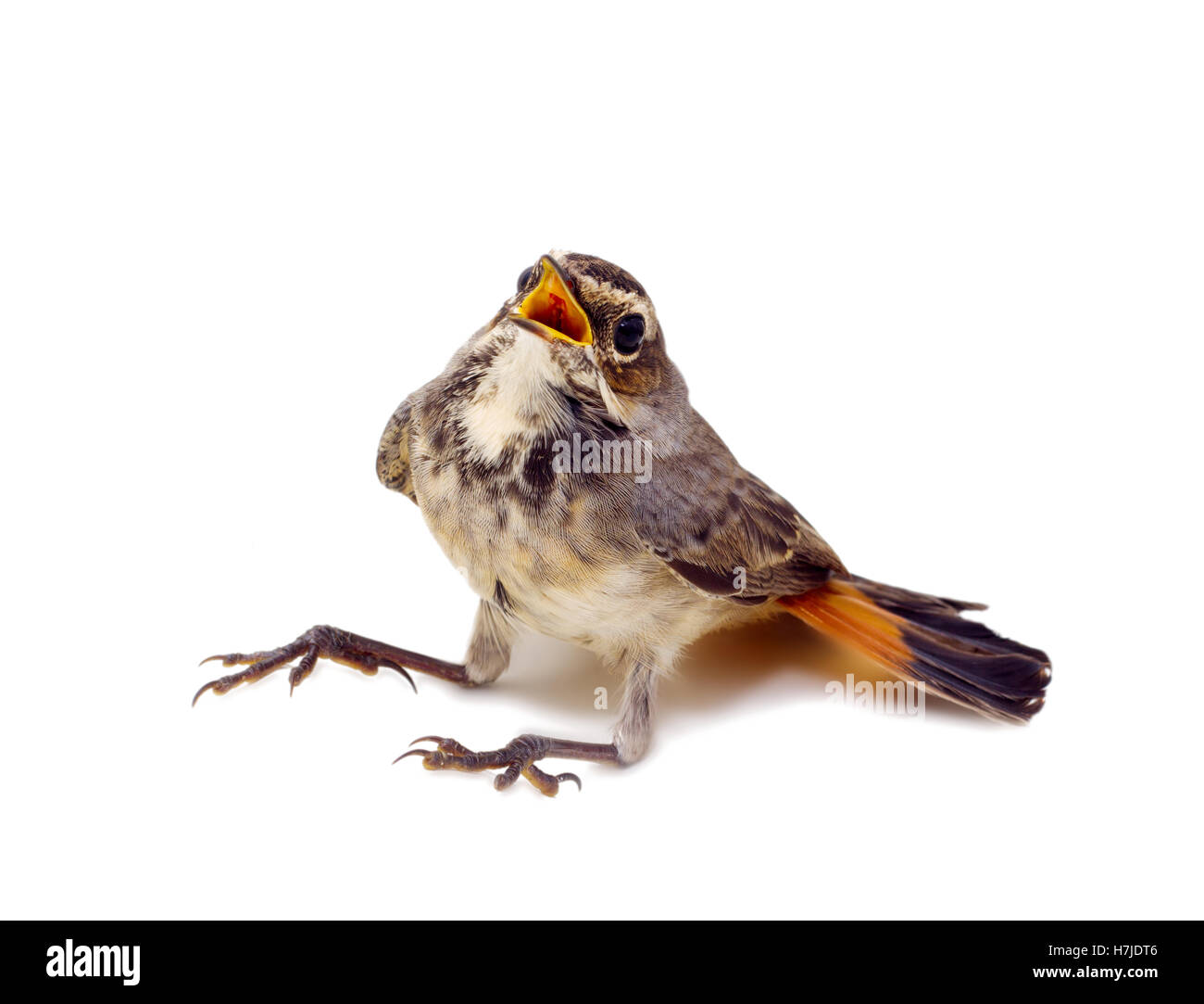 Blau-throated Robin auf einem Weidenzweig Stockfoto