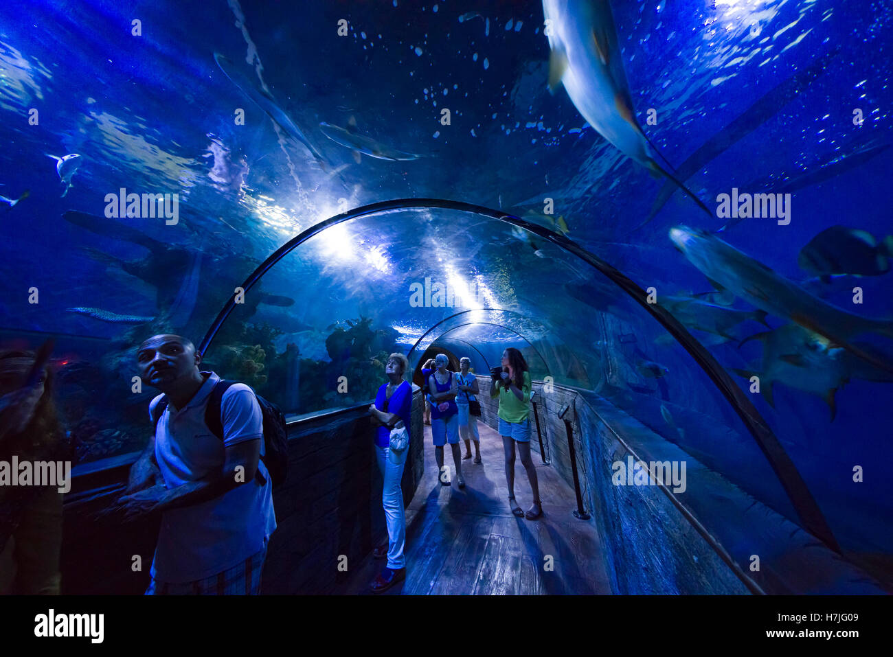 Malta National Aquarium, Qawra Buggiba. Gehen Sie durch Tunnel. Stockfoto