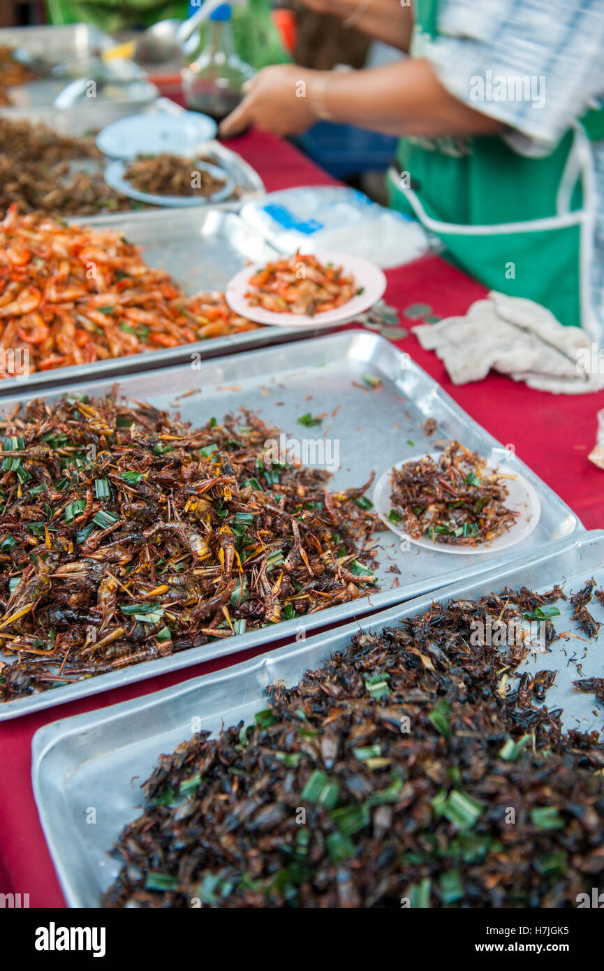 Frittierte Kakerlaken und andere Insekten für den Verkauf in der Issarn Stadt Nong Khai, Thailand. Insekten sind Verkünder als nachhaltige Proteinquelle. Stockfoto