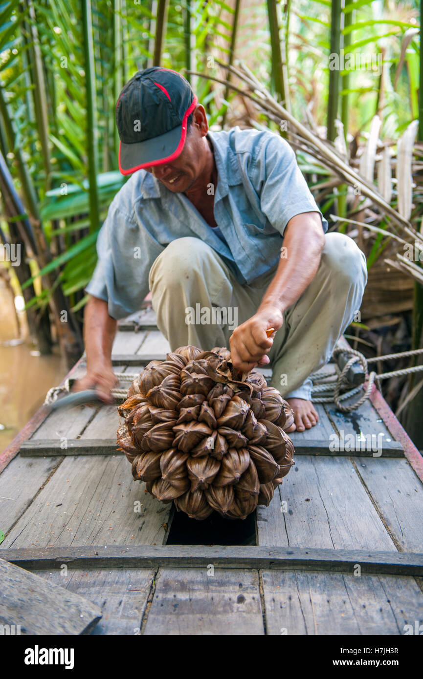 Ein Mann, der eine Kokosnuss auf einem Kanal in Ben Tre, Mekong Delta aufschneidet. Stockfoto