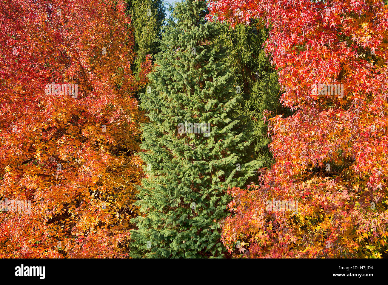Ein immergrüner Baum inmitten der anderen mit Herbstfarben Stockfoto