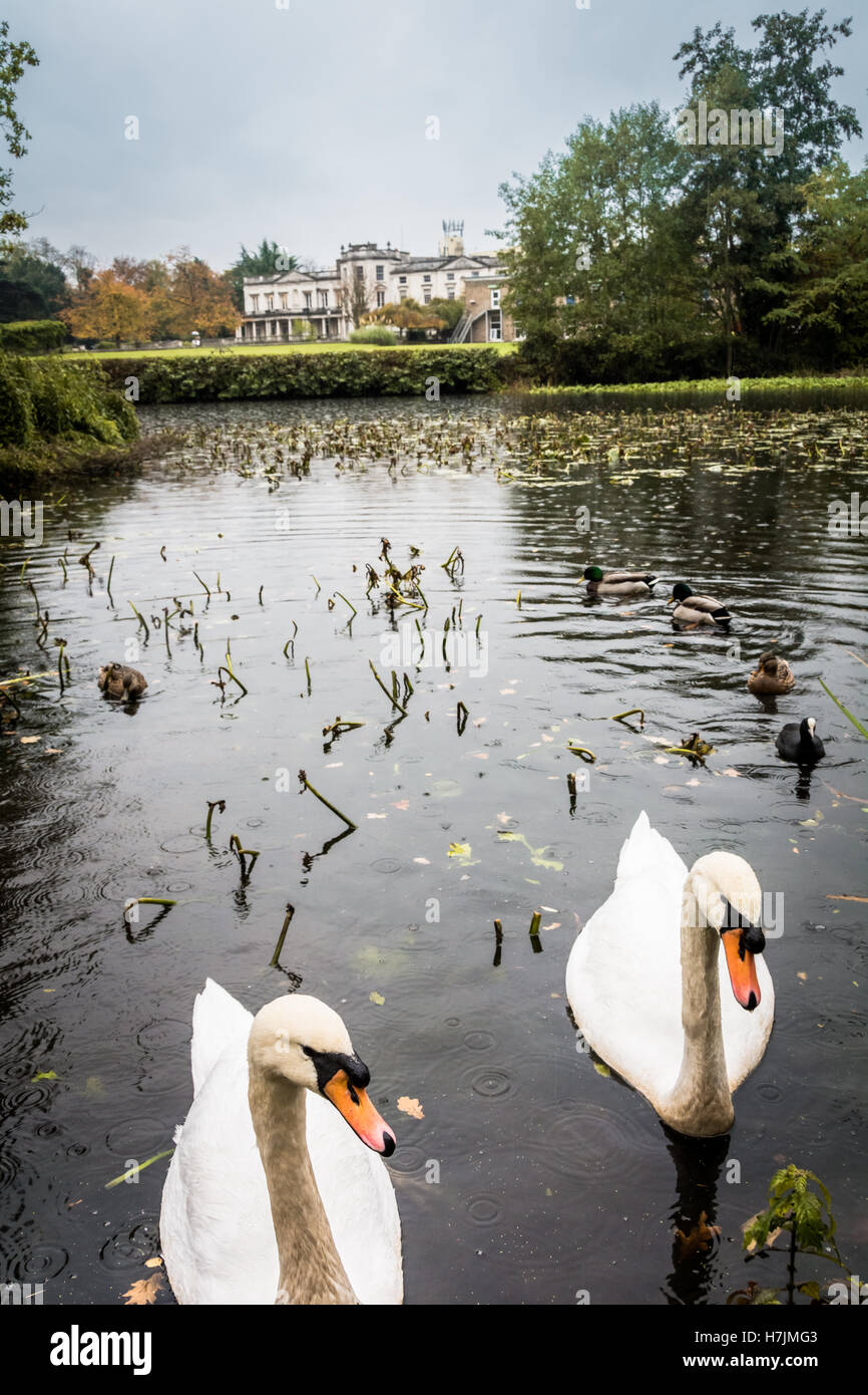 Stumme Schwäne auf dem Ziersee neben Grove House, Froebel College und dem Gelände der Roehampton University, Roehampton, London, England, Großbritannien Stockfoto