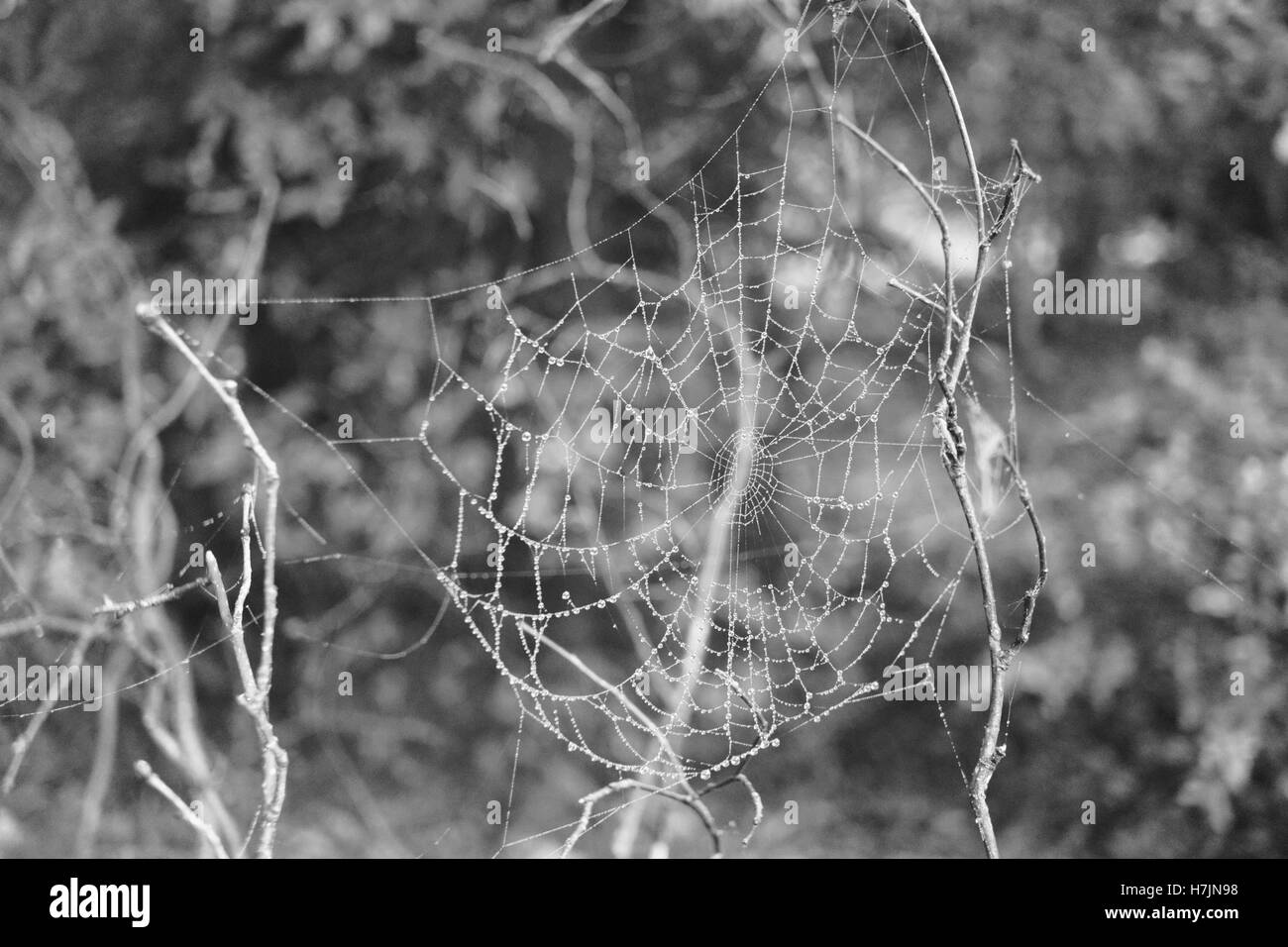 Spinnennetz und Tau fällt auf ein Herbstmorgen im Wald Stockfoto