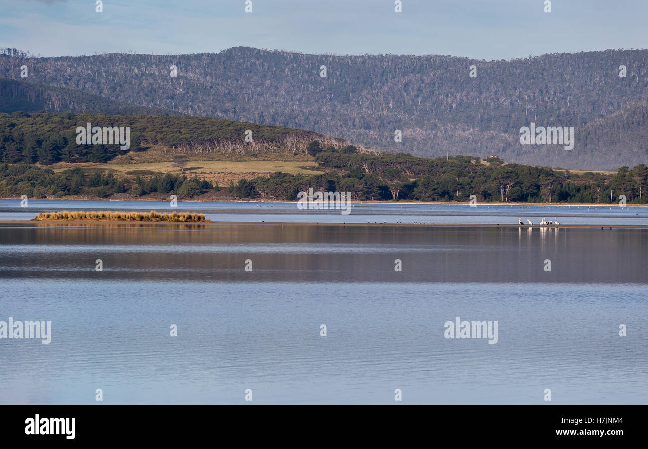 Pelikane und Auster-Catcher auf Nahrungssuche an Cloudy Bay Lagune auf Bruny Island, Tasmanien Stockfoto