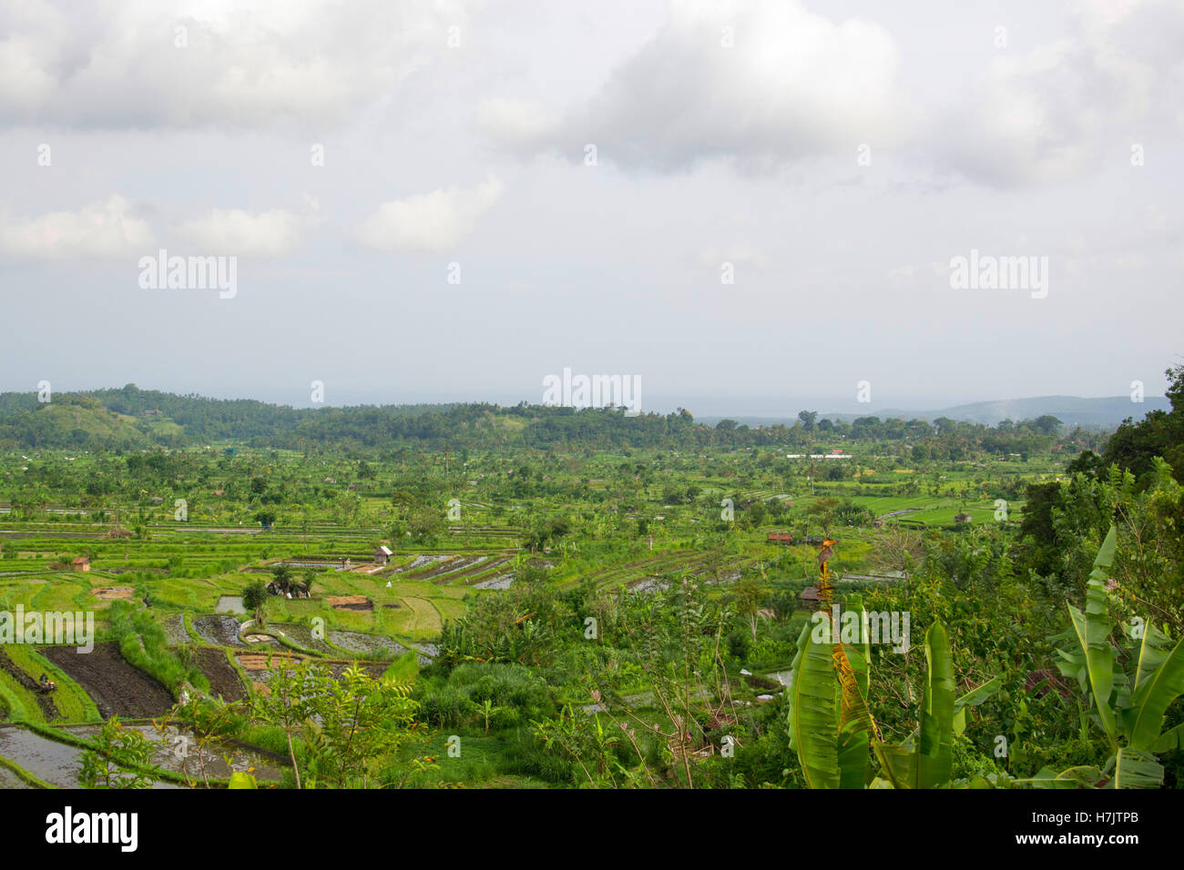 Reisterrassen auf Bali, Indonesien Stockfoto