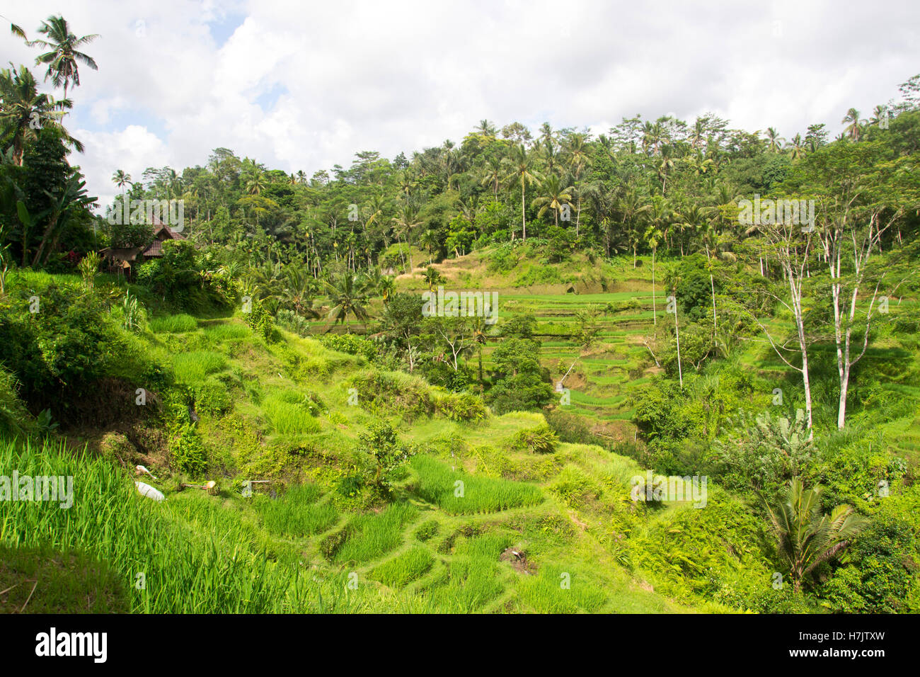 Reisterrassen auf Bali, Indonesien Stockfoto