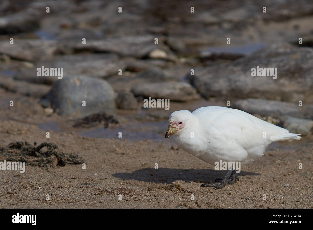 Blass-faced Scheidenschnabel (Chionis Albus) Stockfoto