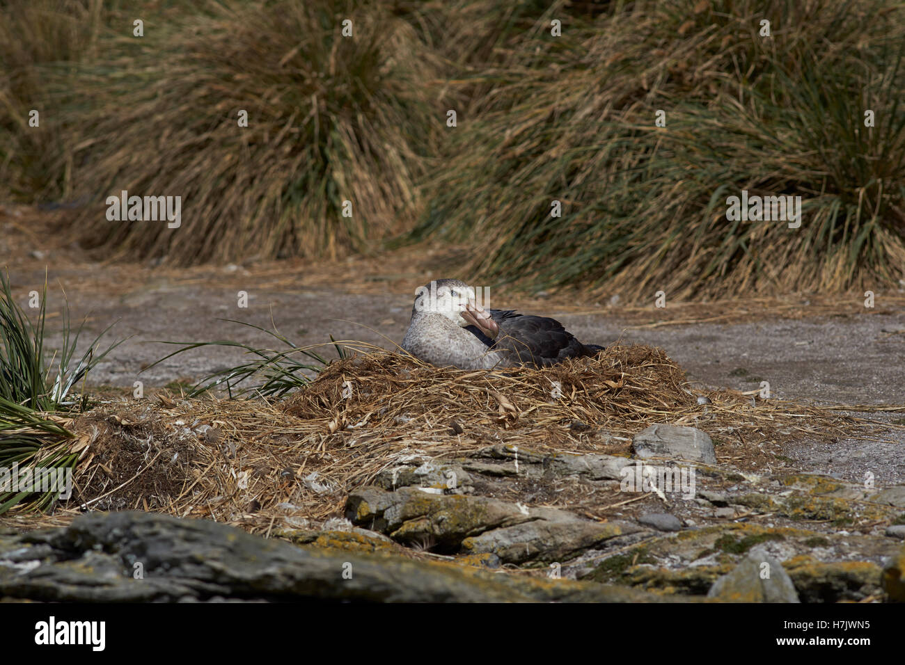 Nördlichen Giant Petrel (Macronectes Halli) Stockfoto