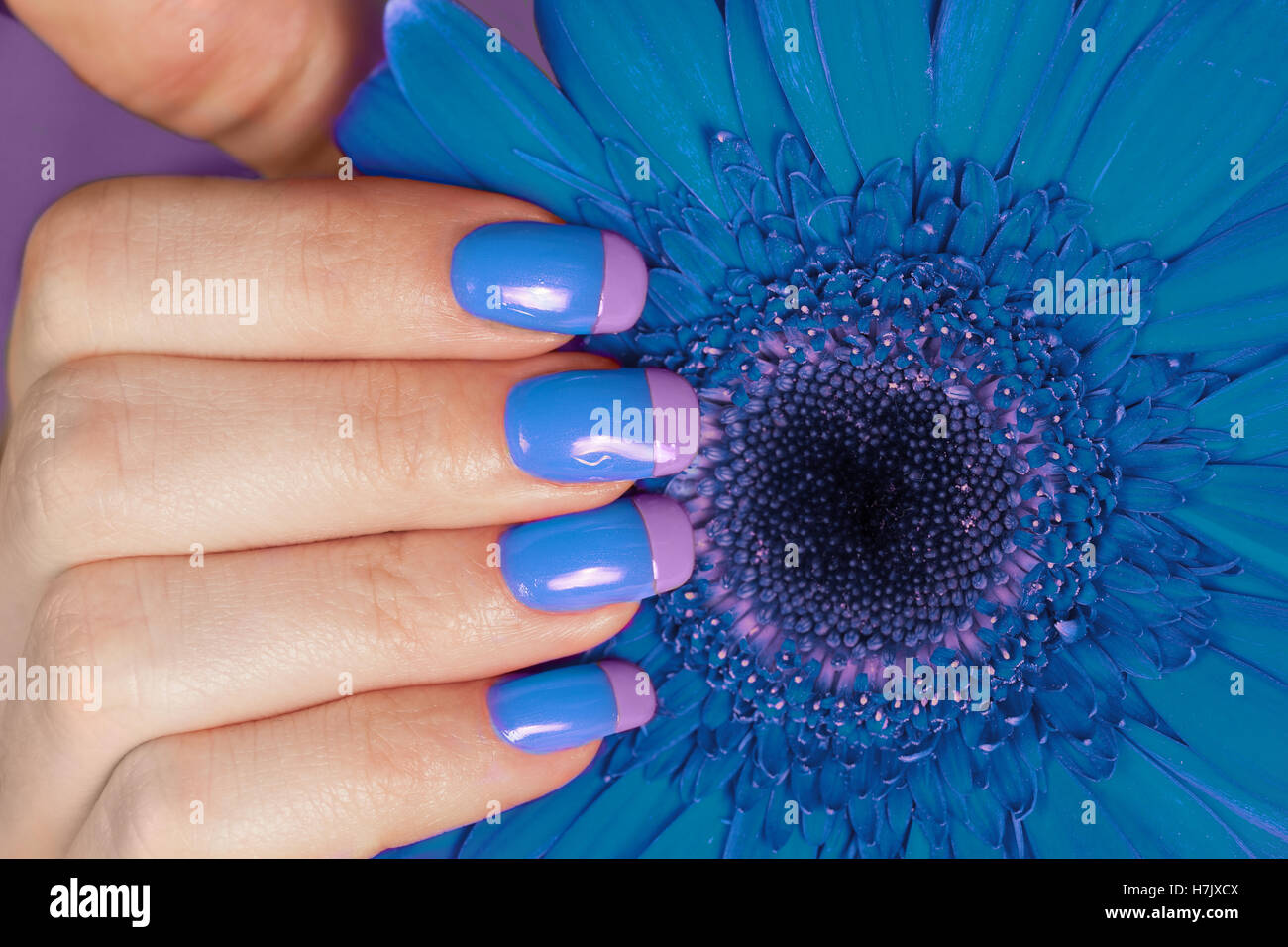 Weibliche Hand mit Bi-Color Maniküre auf die blaue Blume Gerbera Stockfoto