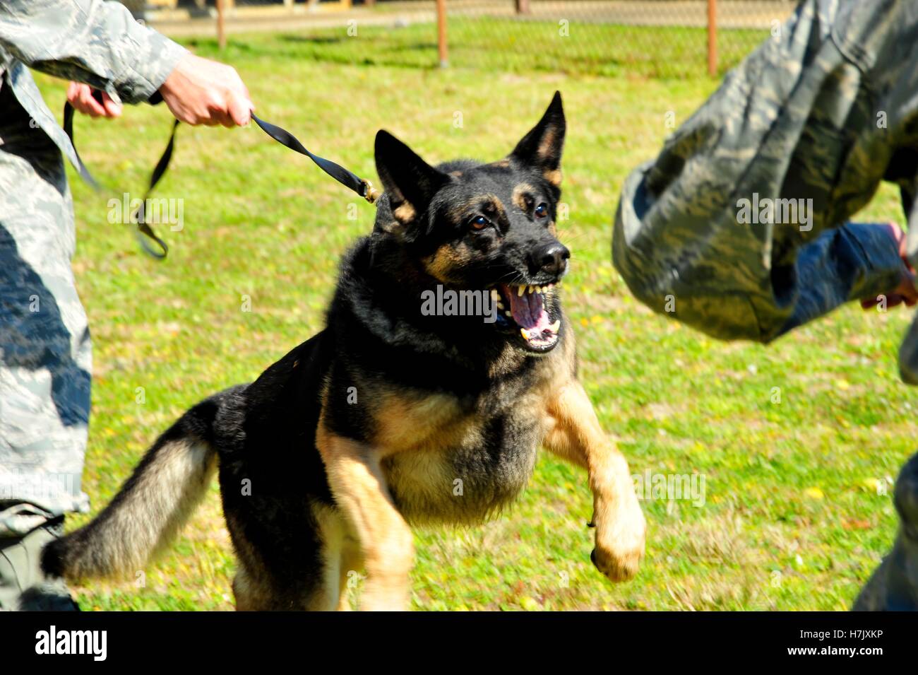 Soldat der US-Dog Handler hemmt seine militärische Zusammenarbeit Schäferhund vor angreifenden während eine kontrollierte Aggression Übung bei Hurlburt Field 4. März 2010 in Mary Esther, Florida. Stockfoto