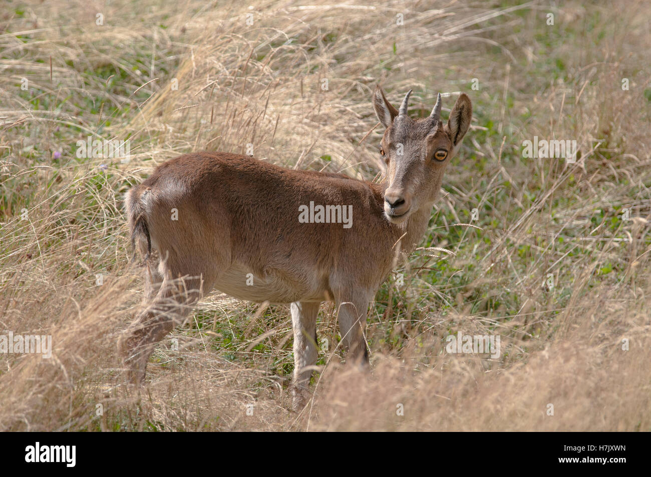 Iberischer Steinbock oder spanischen wilde Ziege, Capra Pyrenaica, Porträt von weiblich. Stockfoto
