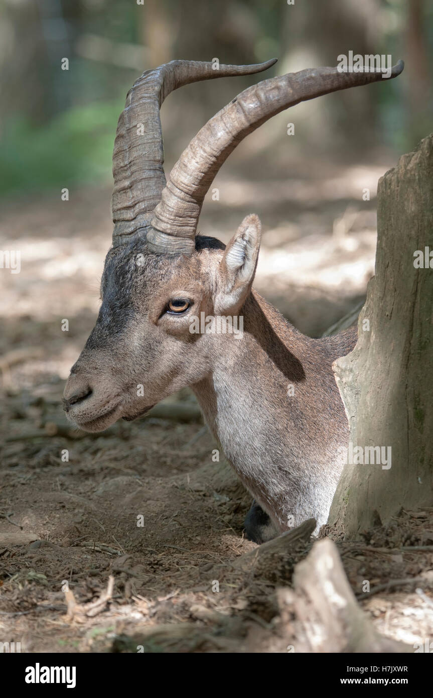 Iberischer Steinbock oder spanischen wilde Ziege, Capra Pyrenaica, Porträt des Mannes. Stockfoto