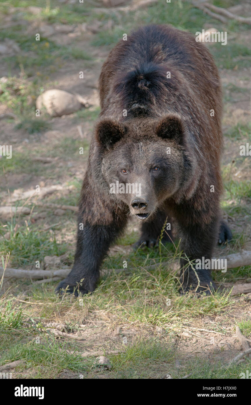 Vertikale Porträt von europäischer Braunbär Ursus Arctos. Pyrenäen. Spanien. Stockfoto