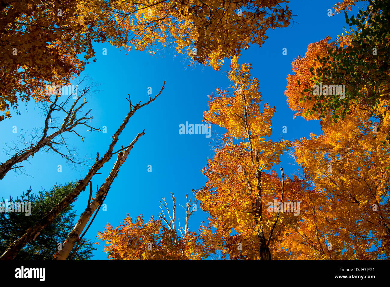 Laubbäume Ahorn und Himmel in natürlichem Licht Stockfoto