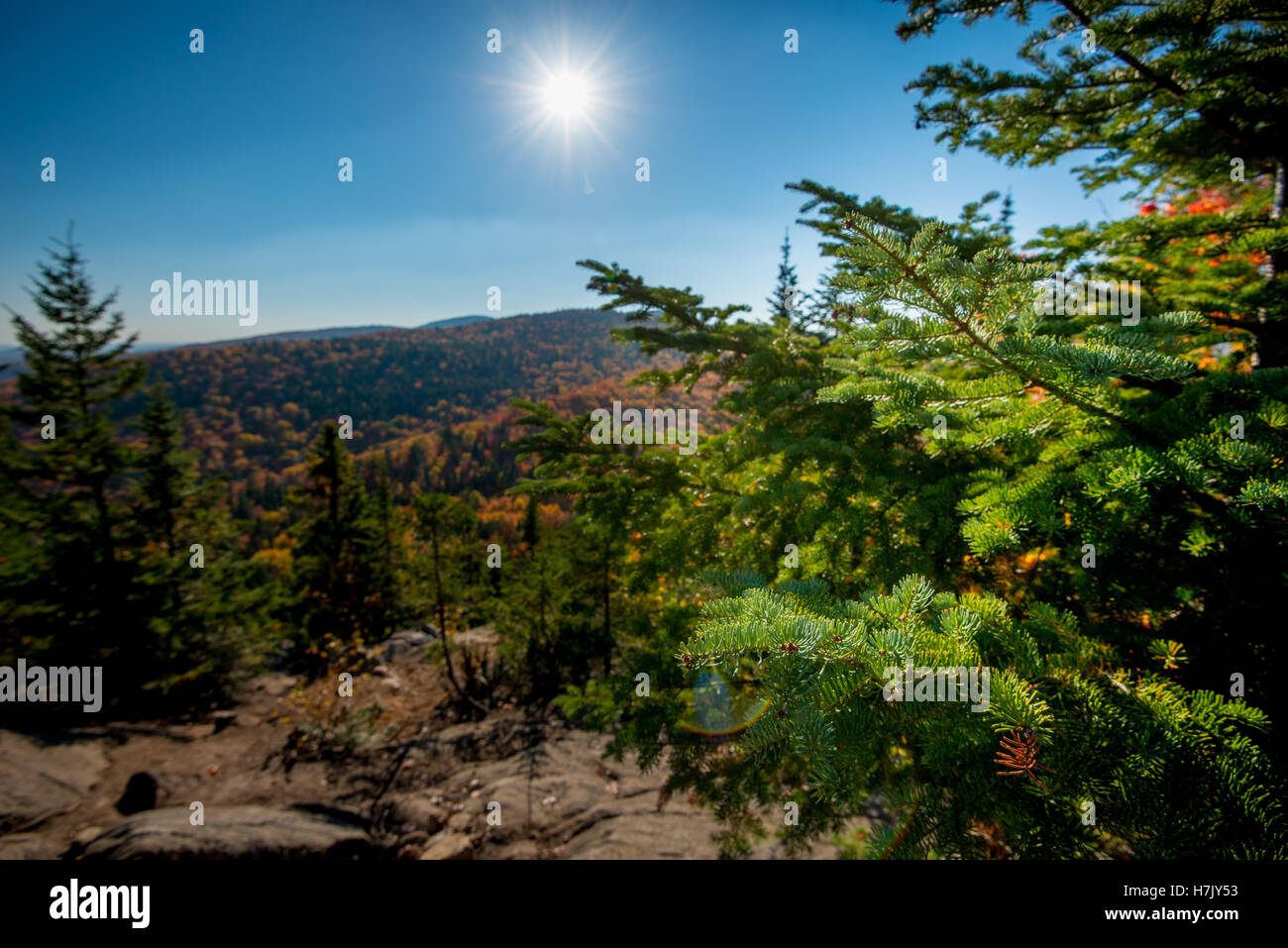 Herbstwald Ansicht bei Tageslicht Stockfoto